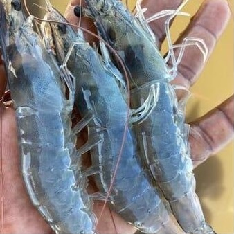 Freshly harvested L. vannamei shrimp held in a hand