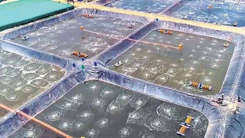 HDPE-lined intensive biofloc ponds with aerators running